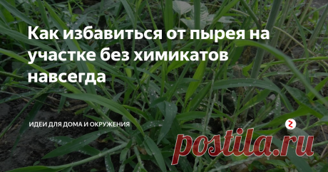 Как избавиться от пырея на участке без химикатов навсегда Пырей необычайно живучий сорняк - настоящий враг дачников. Но истребить пырей ползучий можно без химикатов.