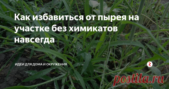 Как избавиться от пырея на участке без химикатов навсегда Пырей необычайно живучий сорняк - настоящий враг дачников. Но истребить пырей ползучий можно без химикатов.