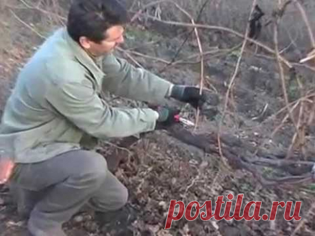 Обрезка старого запущенного куста винограда.