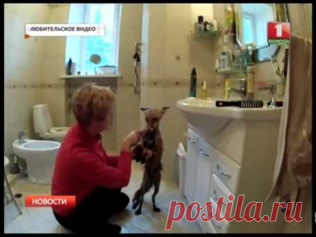 В доме живет лиса и дружит с собаками и кошками - YouTube