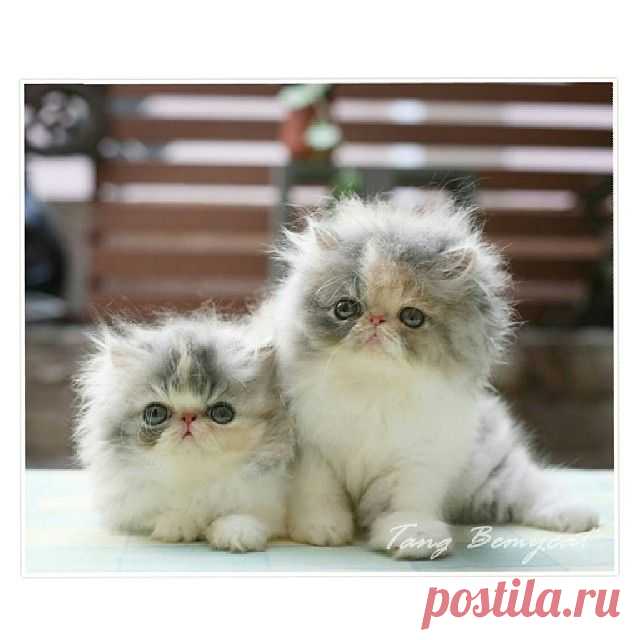 Persian kittens “Hello friends!” http://instagram.com/p/ygKPwMRbas/
