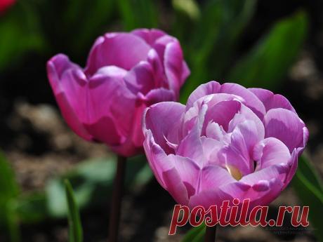 Цветы рабочего стола бесплатно картинка 1024 x 768 Тюльпаны