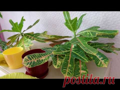 Размножение КРОТОНА Продолжение эксперимента Часть 2