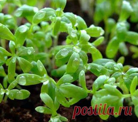 Кресс-салат - выращивание на подоконнике в квартире, доме. Посадка. Агротехнические технологии