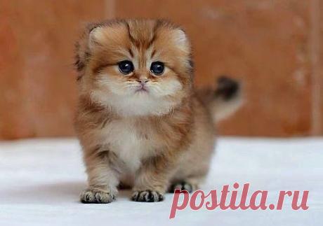 (56) Одноклассники