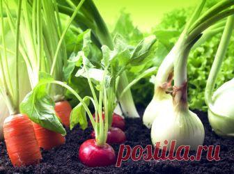 (+1) тема - Чего и сколько нам сажать, чтоб закромам не пустовать | 6 соток