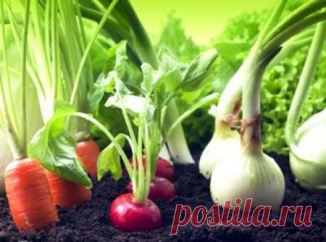 (+1) тема - Чего и сколько нам сажать, чтоб закромам не пустовать | 6 соток