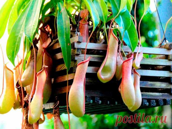 Комнатное растение Непентес (Nepenthes). Непентесы относятся к редкой группе растений, которые обладают ловушками - видоизмененными листьями. Для содержания непентесов в домашних условиях нужна оранжерея. В природные листья этих кустовидных лиан вытягиваются в длину на 40 см, а длина их кувшинчиков достигает 10-15 см.