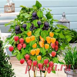 Интернет магазин Беккер: саженцы, семена, луковицы, рассада почтой по России