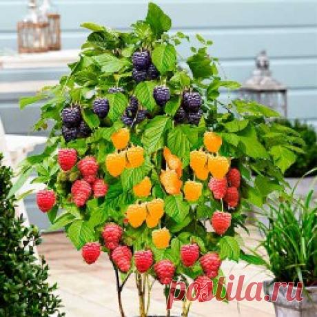 Интернет магазин Беккер: саженцы, семена, луковицы, рассада почтой по России