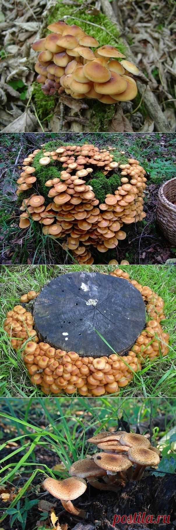 Как вырастить опята на даче - Садоводка