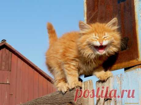 Морды, которым все можно!  Мой точно такой! Мордатый и рыжий!!