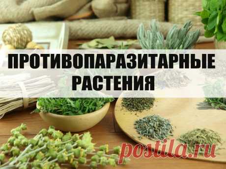 (10) Одноклассники