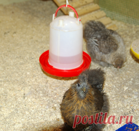 Как правильно применять йодинол при лечении кур | Куролевство | Яндекс Дзен