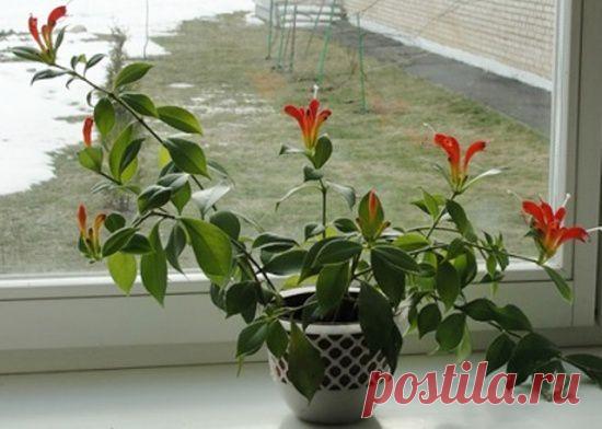 Эсхинантус, выращивание - комнатные растения и цветы