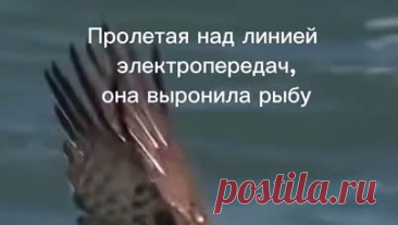 Гранд барокко | Скопа - рыбоядная птица. Скопа любит погорячее. Атмосферное видео. Слушать: https://band.link/4zhelaniya | Дзен