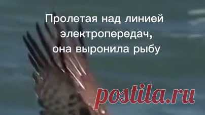 Гранд барокко | Скопа - рыбоядная птица. Скопа любит погорячее. Атмосферное видео. Слушать: https://band.link/4zhelaniya | Дзен