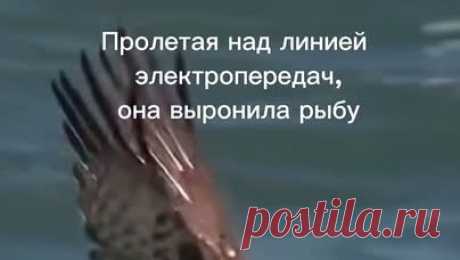 Гранд барокко | Скопа - рыбоядная птица. Скопа любит погорячее. Атмосферное видео. Слушать: https://band.link/4zhelaniya | Дзен