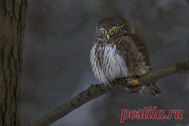 «Приближение ночи». Воробьиный сыч готовится к охоте. Автор фото – Наталия Сытина: nat-geo.ru/photo/user/115908/