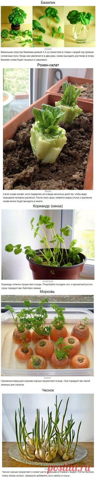 8 овощей, которые можно купить один раз, а потом выращивать всегда