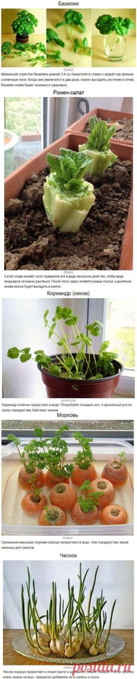 8 овощей, которые можно купить один раз, а потом выращивать всегда