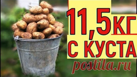 40 клубней картофеля с куста!
