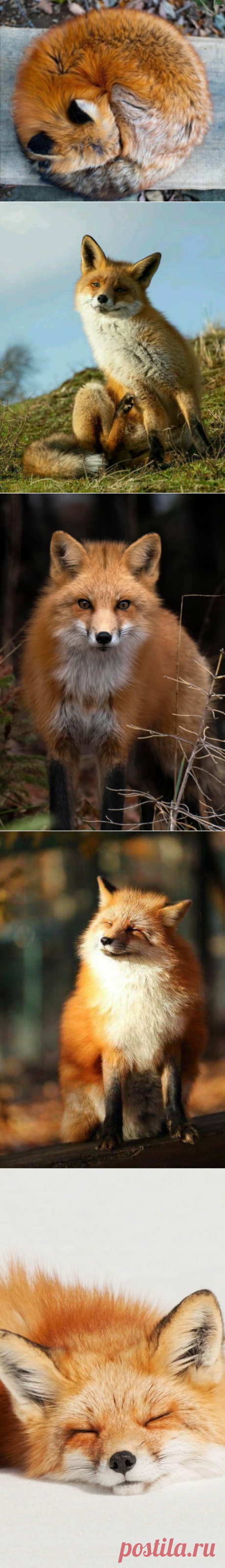 ЛИСЫ