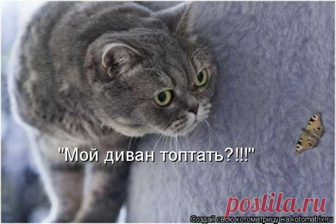 Котоматрица: Случайные котоматрицы