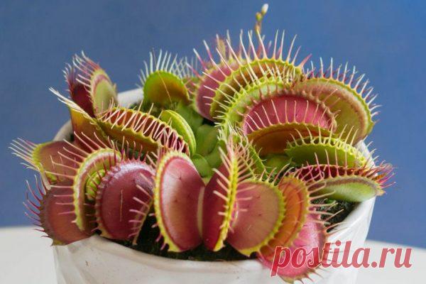 Венерина мухоловка - фото, описание и уход