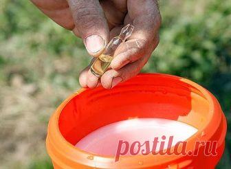 4 СОВЕТА, как готовить к зиме плодовые деревья и кустарники

Влагозарядковый полив (начало - серединя октября)
Во время листопада тщательно поливайте сад. Корневая система потребляет влагу до момента промерзания почвы. Если осень дождливая, в поливе нет необходимости, но, когда осадков мало и земля долго не промерзает, растения могут пострадать. Дозы полива зависят от возраста растения: земля на глубине 40 см (для деревьев) и 20–30 см (для кустарников) по всей проекции кро...