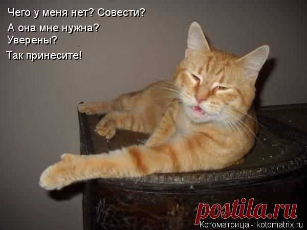 Котоматрица: Круть