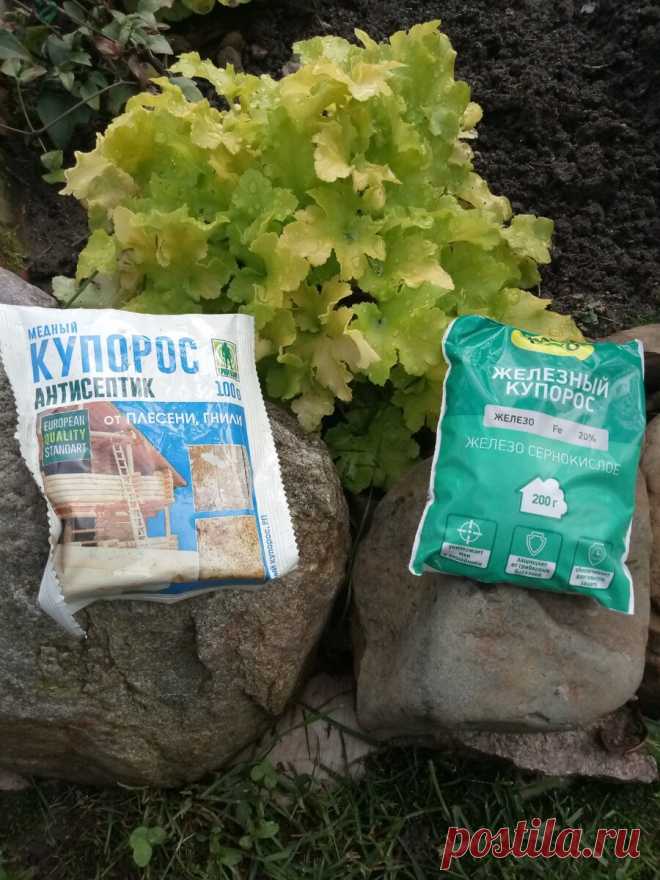 Купорос медный и купорос железный- в чем сходство и отличия применения в саду | Цветочная няша | Яндекс Дзен