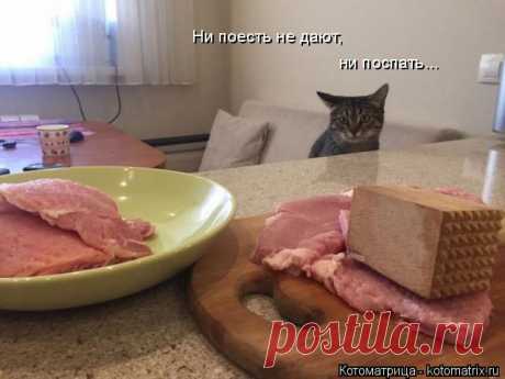Котоматрица: Круть