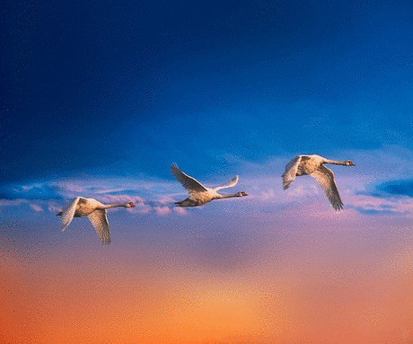 УЛЕТАЮТ ПТИЦЫ УЛЕТАЮТ