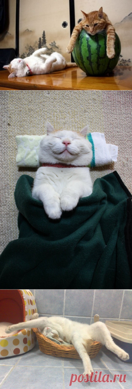20 котиков, которые постигли искусство полного расслабления