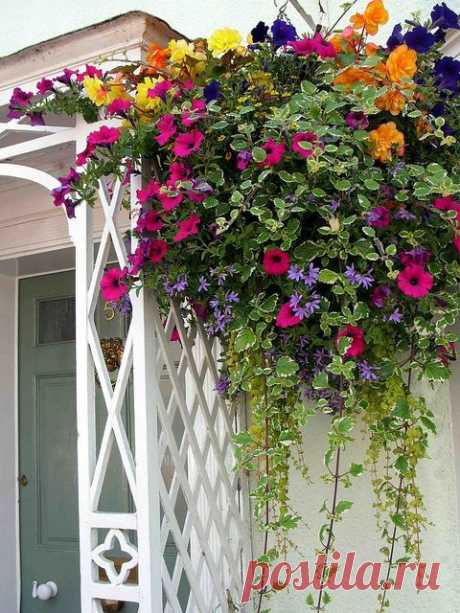 Лучшие цветы для контейнеров-каскадов на балконе и даче летом