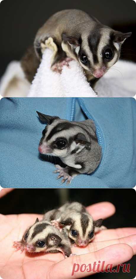 Сахарный поссум (лат. Petaurus breviceps), фотографии сахарной сумчатой летяги