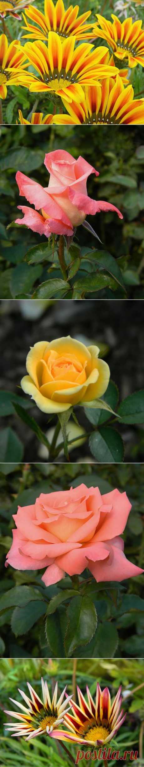 Цветочное царство.