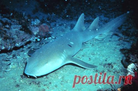 Акулы-няньки