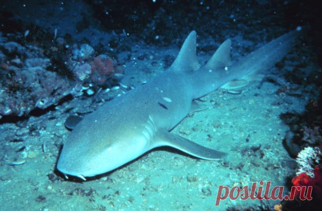 Акулы-няньки