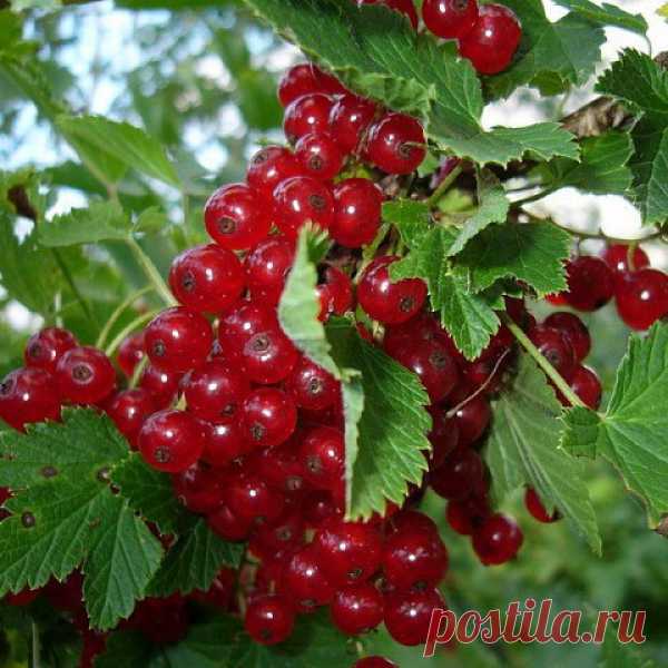 Возрождение красной смородины