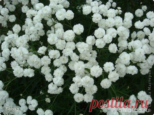 Гипсофила - мини МК | Страна Мастеров