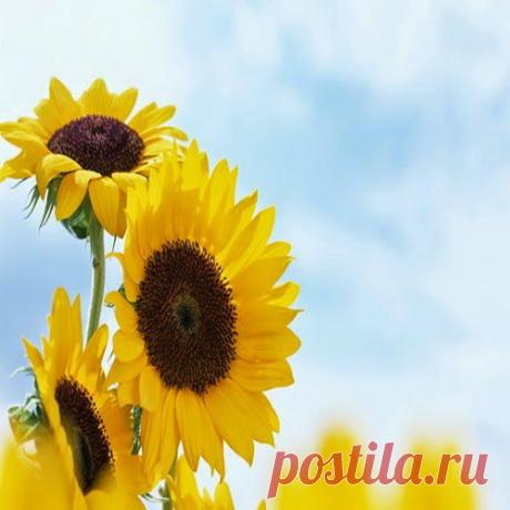 Подсолнечник помог при пузырчатке | Друг пенсионера
Я пенсионерка-дачница, как бы сейчас сказали, потому что все свободное время провожу на своей «фазенде». На участке у меня растет много различных растений, среди которых особое место занимает подсолнечник.