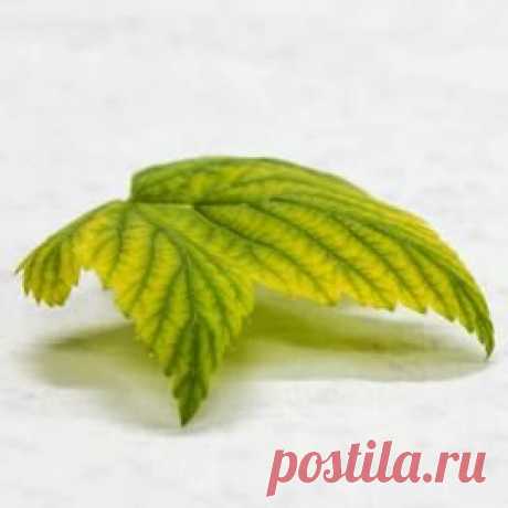 О чем говорят листья