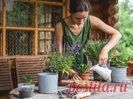 Не убивайте свои цветы: распространенные ошибки в уходе, которые совершают женщины, как их избежать