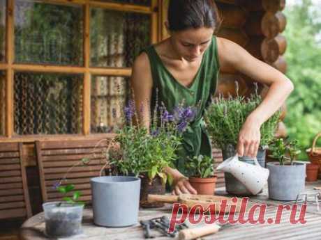 Не убивайте свои цветы: распространенные ошибки в уходе, которые совершают женщины, как их избежать