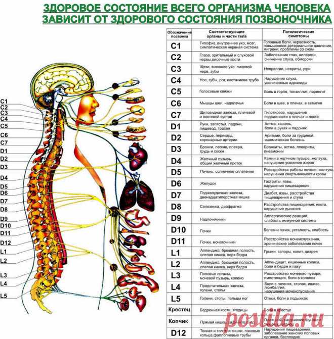 Жалобы при болях отдельных позвоночников и что это означает