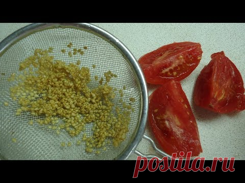 ЗАГОТАВЛИВАЕМ СЕМЕНА ТОМАТОВ ПРАВИЛЬНО.  Ольга Чернова 9 августа