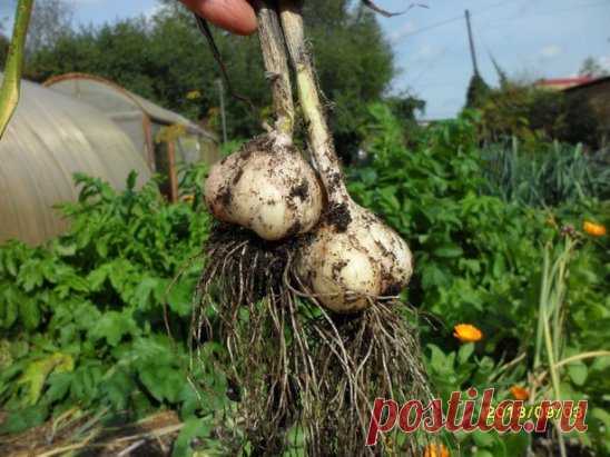 ГЕНИАЛЬНЫЕ ХИТРОСТИ ОГОРОДНИКОВ
Сохраните, чтобы не потерять!