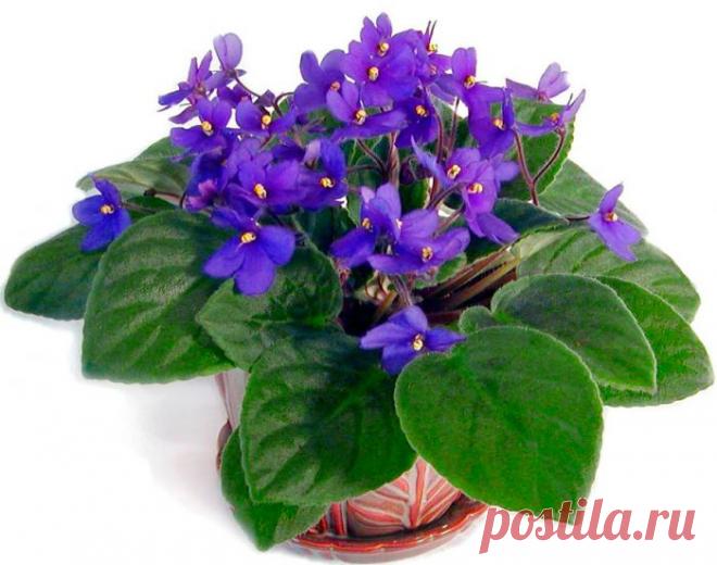 Сенполия (Узамбарская фиалка)